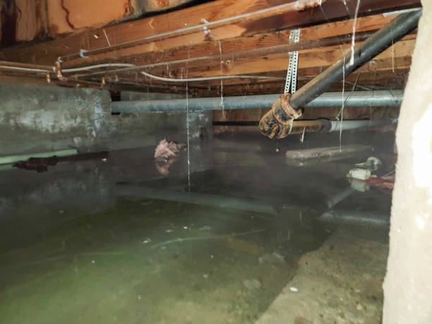 Best Water damage contractors near me  in Erath, LA